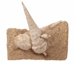 Mollusk shell Campanile giganteum