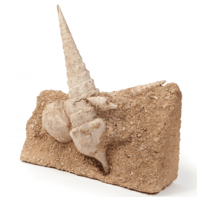 Mollusk shell Campanile giganteum