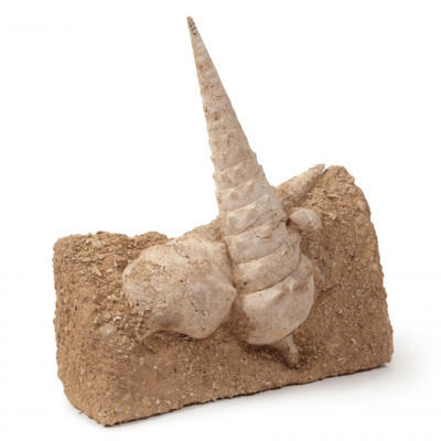 Mollusk shell Campanile giganteum