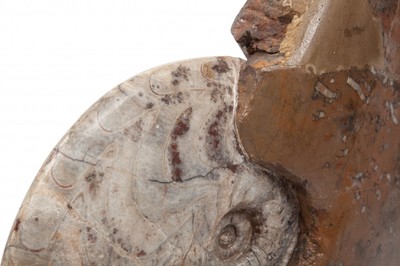 Goniatitis Carinoceras galeatum