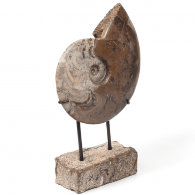 Goniatitis Carinoceras galeatum