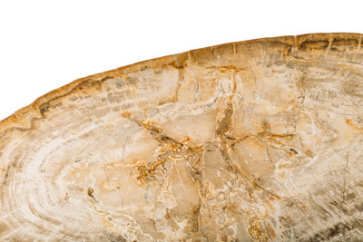 Petrified wood coffee table