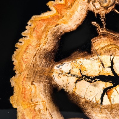 Petrified wood Eichholtz Side Table Villiers