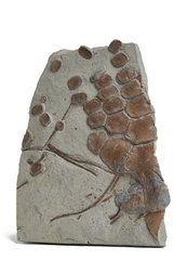 Ichthyosaurs fins