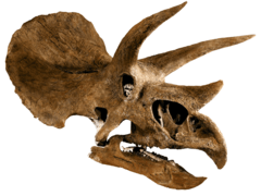 Triceratops horridus skull