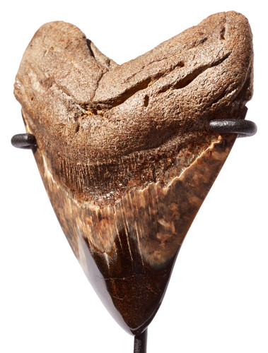 Megalodon tooth 11 cm (4.33