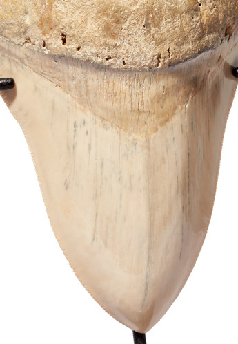 Museum quality megalodon tooth 16,2 cm (6.38 