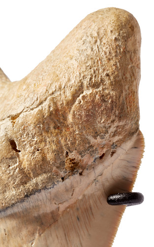 Museum quality megalodon tooth 16,2 cm (6.38 