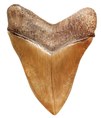 Museum quality megalodon tooth 16,2 cm (6.38 