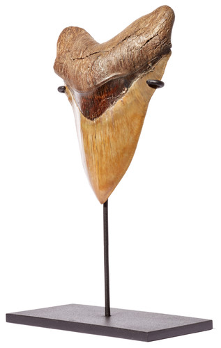 Museum quality megalodon tooth 16,2 cm (6.38 