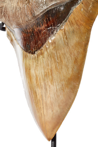 Museum quality megalodon tooth 16,2 cm (6.38 