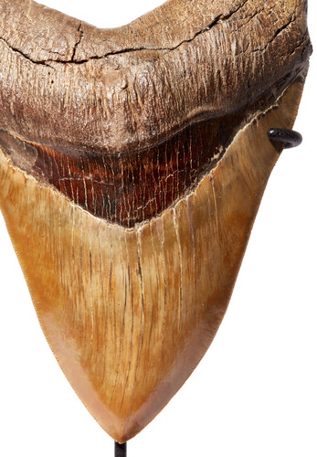 Museum quality megalodon tooth 16,2 cm (6.38 