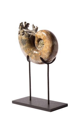 Ammonite Lytoceras sp. 