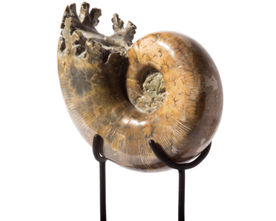 Ammonite Lytoceras sp. 