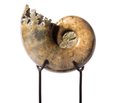 Ammonite Lytoceras sp. 