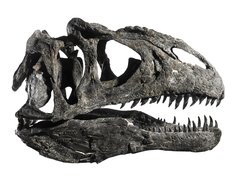 Allosaurus skull