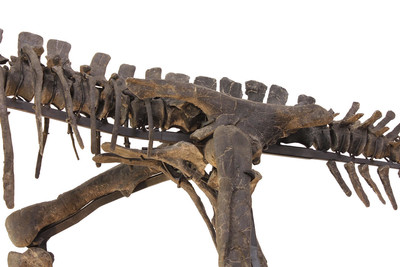 Dryosaurus sp. skeleton