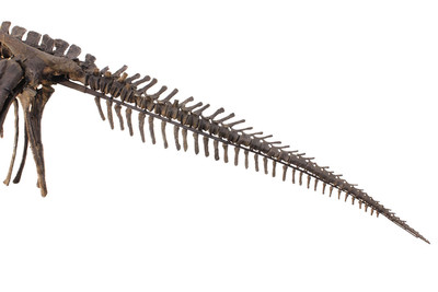 Dryosaurus sp. skeleton