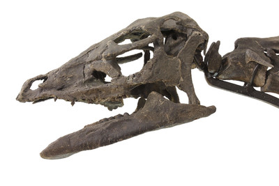Dryosaurus sp. skeleton