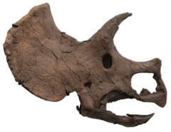 Triceratops prorsus skull