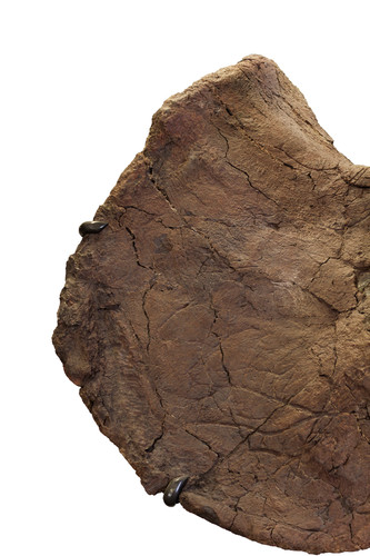 Triceratops prorsus skull