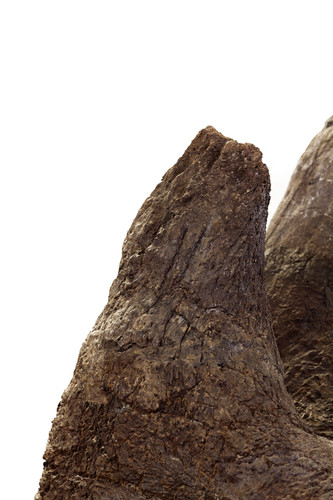 Triceratops prorsus skull