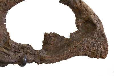 Triceratops prorsus skull