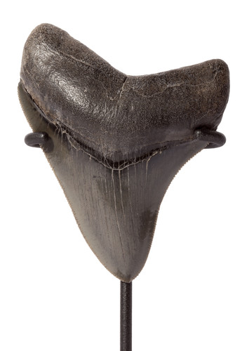 Collector quality megalodon tooth 9,2 cm (3.62 