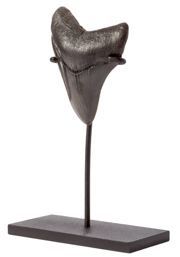 Collector quality megalodon tooth 9,2 cm (3.62 