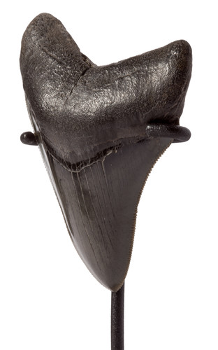 Collector quality megalodon tooth 9,2 cm (3.62 