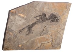 Amphibian Discosauriscus austriacus