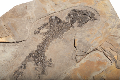 Amphibian Discosauriscus austriacus