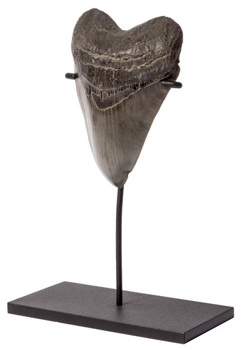 Collector quality megalodon tooth 12,5 cm (4.92 