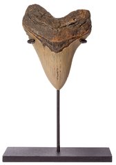 Megalodon tooth 11,4 cm (4.49 