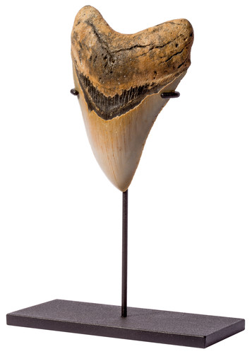 Megalodon tooth 12,5 cm (4.57 