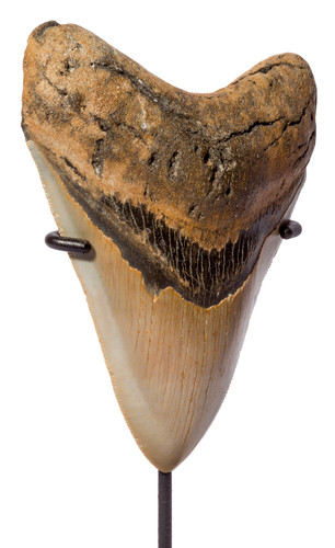 Megalodon tooth 12,5 cm (4.57 