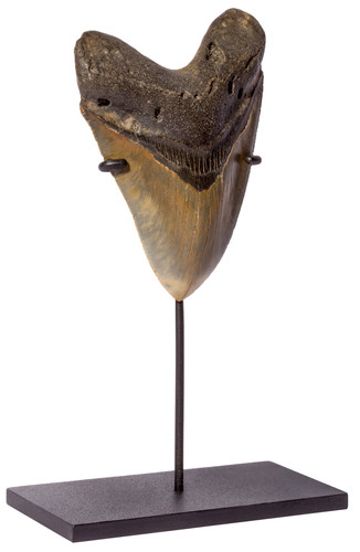 Megalodon tooth 13 cm (5.12 