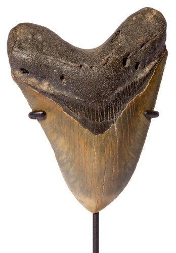 Megalodon tooth 13 cm (5.12 
