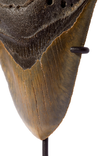 Megalodon tooth 13 cm (5.12 