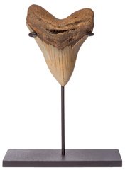 Megalodon tooth 10,6 cm (4.17 