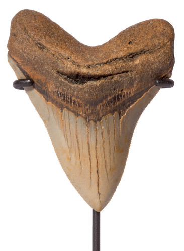 Megalodon tooth 10,6 cm (4.17 