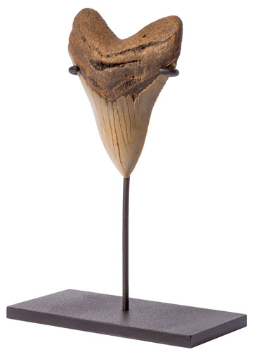 Megalodon tooth 10,6 cm (4.17 