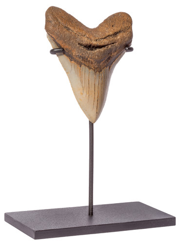 Megalodon tooth 10,6 cm (4.17 