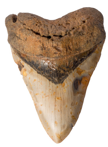 Megalodon tooth 14,5 cm (5.71 