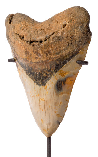 Megalodon tooth 14,5 cm (5.71 