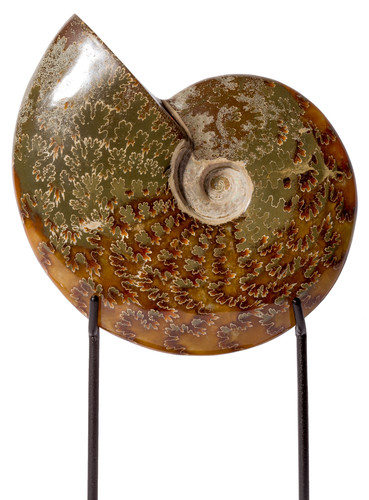 Ammonite Cleoniceras sp. 