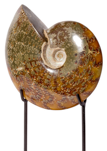 Ammonite Cleoniceras sp. 
