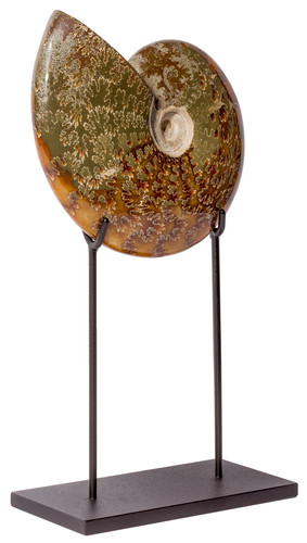 Ammonite Cleoniceras sp. 