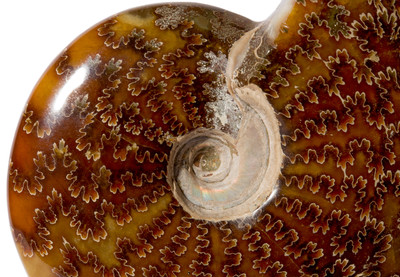 Ammonite Cleoniceras sp. 