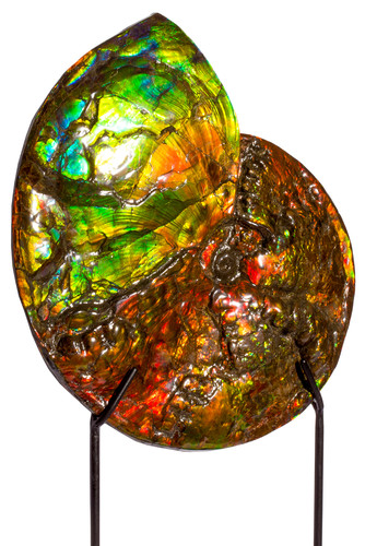 Ammolite Ammonite Placenticeras costatum